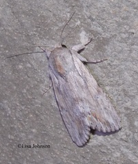 Spodoptera albula