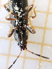 Piezoscelis staphylinus