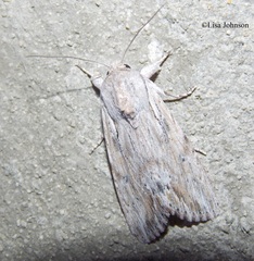Spodoptera albula