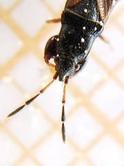 Piezoscelis staphylinus