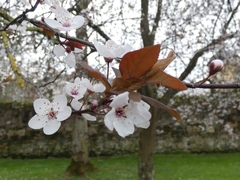 Prunus