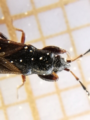 Piezoscelis staphylinus