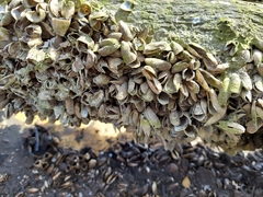 Mytilopsis leucophaeata