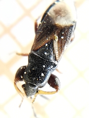 Piezoscelis staphylinus