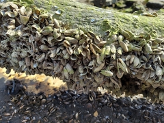 Mytilopsis leucophaeata