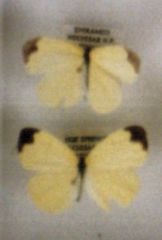 Eurema hapale