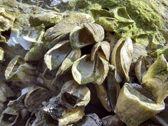 Mytilopsis leucophaeata