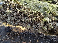 Mytilopsis leucophaeata