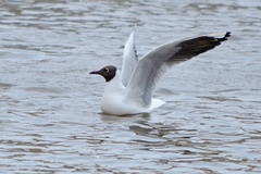 Chroicocephalus ridibundus