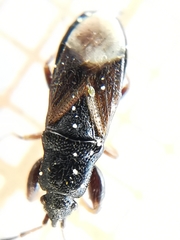 Piezoscelis staphylinus