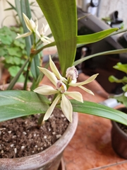 Prosthechea baculus