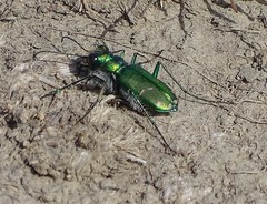 Cicindela