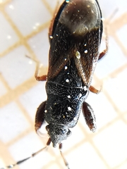Piezoscelis staphylinus