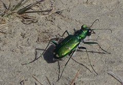 Cicindela