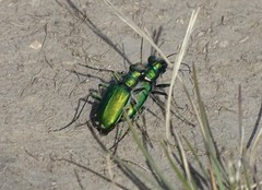 Cicindela