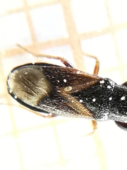 Piezoscelis staphylinus