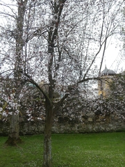Prunus