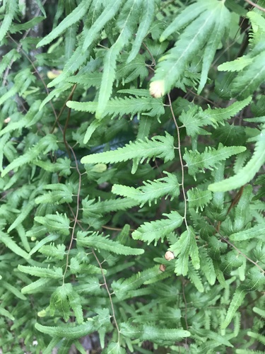 Monarch climbing fern