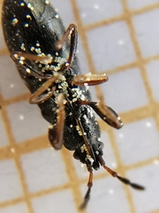 Piezoscelis staphylinus