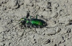 Cicindela