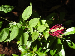 Salvia iodantha