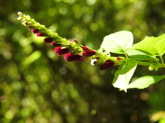 Salvia iodantha