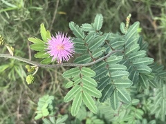 Mimosa asperata