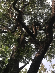 Vochysiaceae