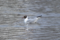 Chroicocephalus ridibundus