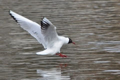 Chroicocephalus ridibundus