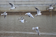 Chroicocephalus ridibundus