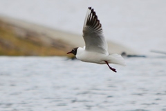 Chroicocephalus ridibundus