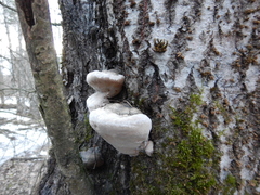 Phellinus populicola