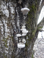 Phellinus populicola