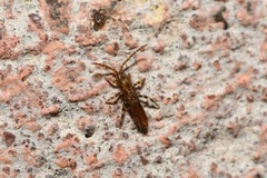 Entomobrya dorsalis