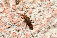 Entomobrya dorsalis