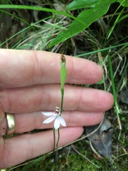 Caladenia variegata