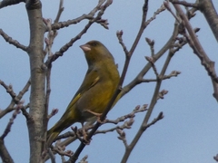 Chloris chloris