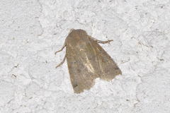 Conistra intricata