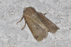 Conistra intricata