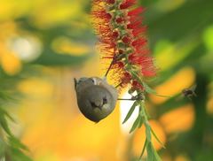 Zosterops borbonicus