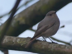 Phoenicurus ochruros