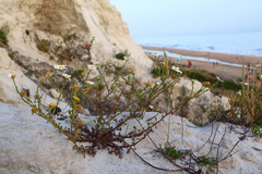 Cladanthus mixtus