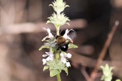 Habropoda tristissima