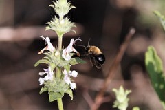 Habropoda tristissima