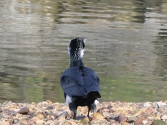 Phalacrocorax carbo