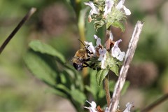 Habropoda tristissima