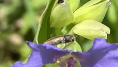 Acmaeodera neglecta neoneglecta