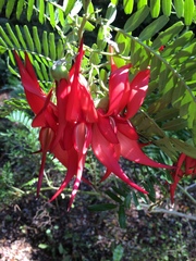 Clianthus
