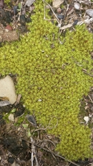 Pseudocrossidium crinitum